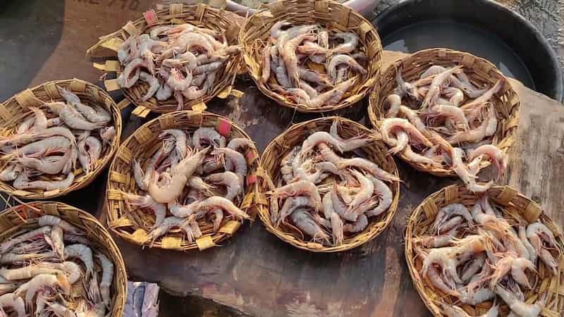 میگو پرورشی بوشهر حاصل مزارع آبزی‌پروری جنوب